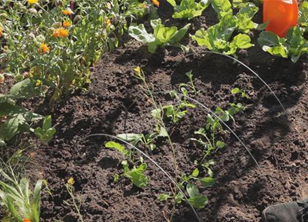 Radieschen - Aussaat und Aufzucht