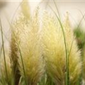 Cortaderia selloana 'Mini Silver'