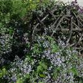 Clematis x jouiniana
