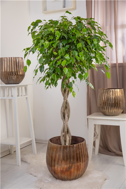 Ficus benjamina 'Exotica', Birken-Feige 'Exotica'