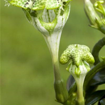 Kletternde Leuchterblume Kletternde Leuchterblume