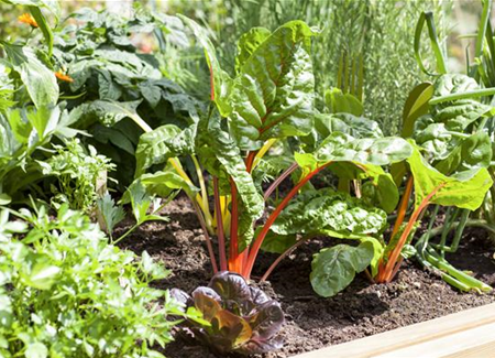 Frisches und leckeres Gemüse aus dem eigenen Garten Frisches und leckeres Gemüse aus dem eigenen Garten