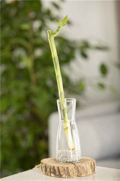 Glücksbambus Glücksbambus