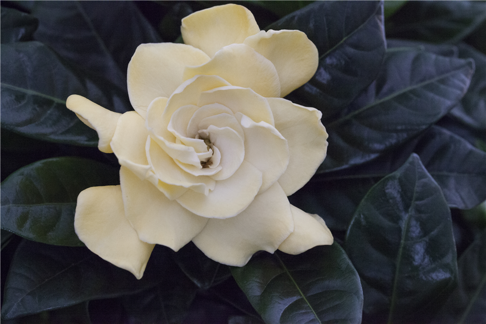 Gardenia jasminoides, Gardenie