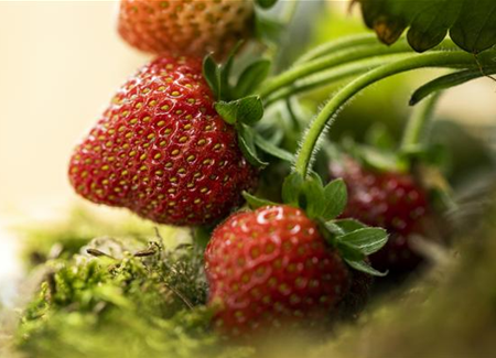 Erdbeeren – rot, rund und richtig lecker! Erdbeeren – rot, rund und richtig lecker!