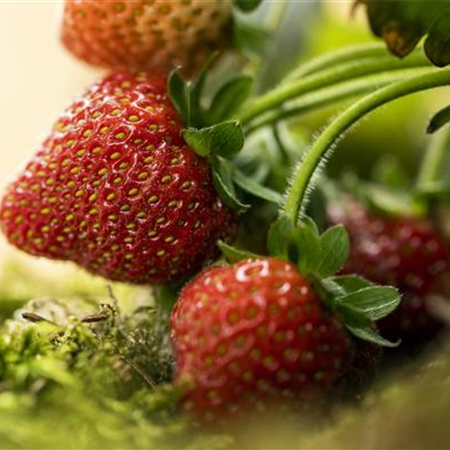 Erdbeeren – rot, rund und richtig lecker!