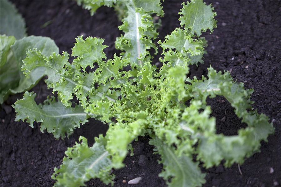 Endiviensalat Endiviensalat