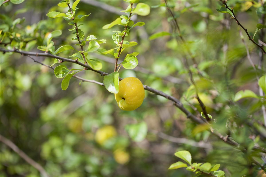 Zierquitte Zierquitte
