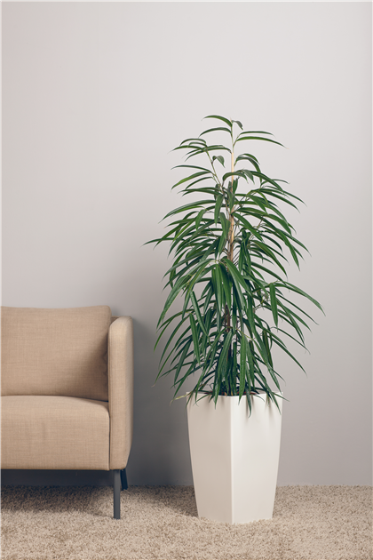Ficus binnendijkii 'Alii', Schmalblttrige Birkenfeige 'Alii'