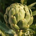 Cynara scolymus