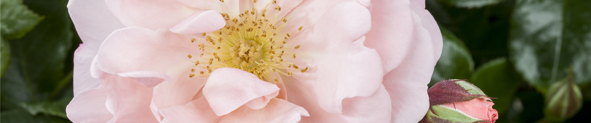 Rosa Rosa