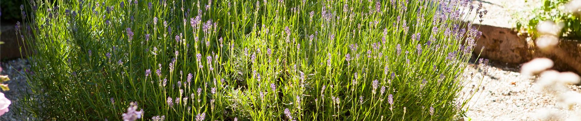 Lavandula angustifolia