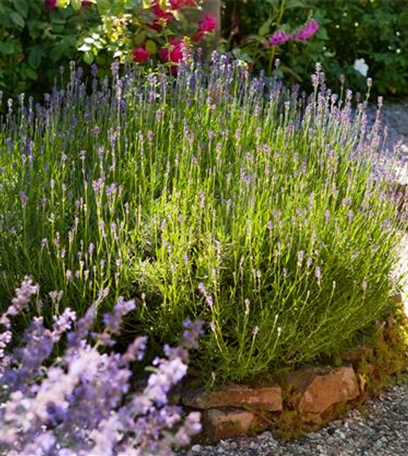Einen Bauerngarten anlegen – Mehr als nur ein spießiger Nutzgarten