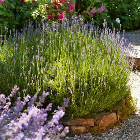 Einen Bauerngarten anlegen – Mehr als nur ein spießiger Nutzgarten
