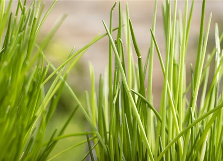 Kräuter schmücken jeden Garten Kräuter schmücken jeden Garten