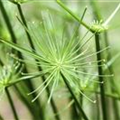 Cyperus haspan