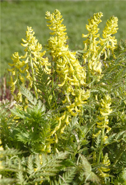 Gelbblühender Scheinlerchensporn