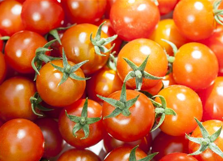 Die Tomate - Aroma, Schönheit und Genuss in eins Die Tomate - Aroma, Schönheit und Genuss in eins