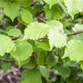 Corylus avellana 'Nottinghams Früheste'