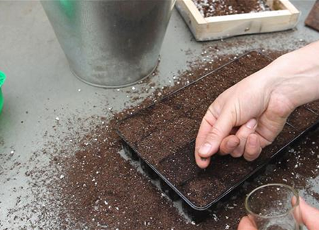 Bohnenkraut - Aussäen von Samen Bohnenkraut - Aussäen von Samen