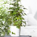 Cissus rhombifolia