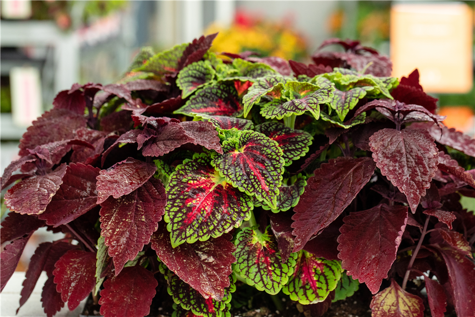 Coleus blumei 'Freaky Leaves', Buntnessel 'Freaky Leaves'