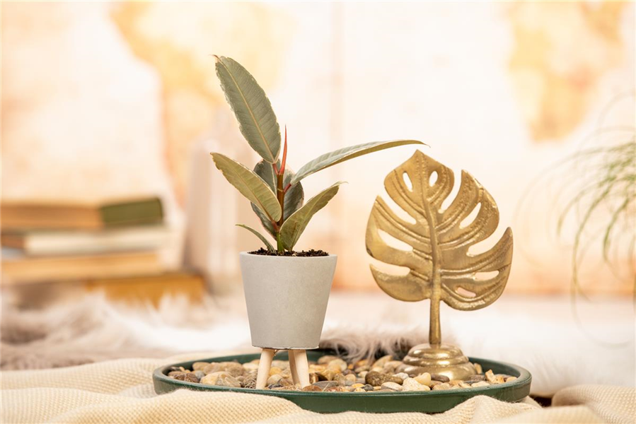 Gummibaum 'Tineke' Gummibaum 'Tineke'