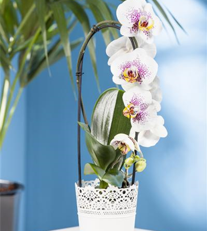 Orchideen – von pflegeleicht bis anspruchsvoll