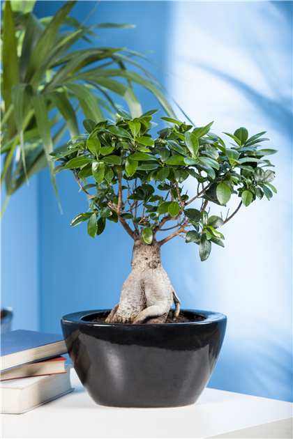 Ficus microcarpa 'Ginseng', Chinesische Feige 'Ginseng'
