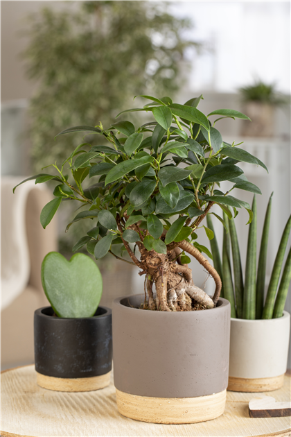 Ficus microcarpa 'Ginseng', Chinesische Feige 'Ginseng'