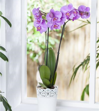 Wintergärten - den Sommer einfach verlängern