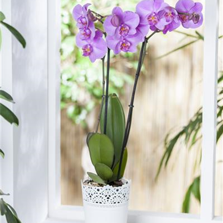 Wintergärten - den Sommer einfach verlängern Wintergärten - den Sommer einfach verlängern