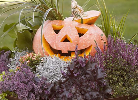 Lecker im Kochtopf oder horrormäßig als Totenkopf – mit dem Kürbis ist alles möglich! Lecker im Kochtopf oder horrormäßig als Totenkopf – mit dem Kürbis ist alles möglich!