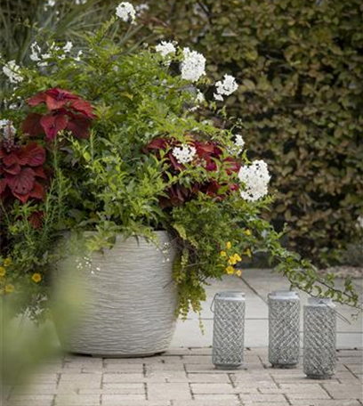 Kübelpflanzen im Haus überwintern