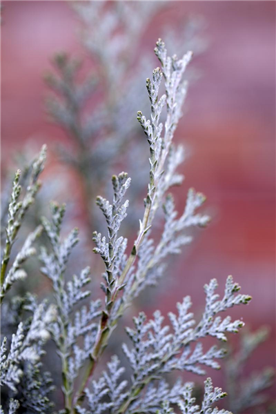 Gartenzypresse 'Van Pelt´s Blue' Gartenzypresse 'Van Pelt´s Blue'