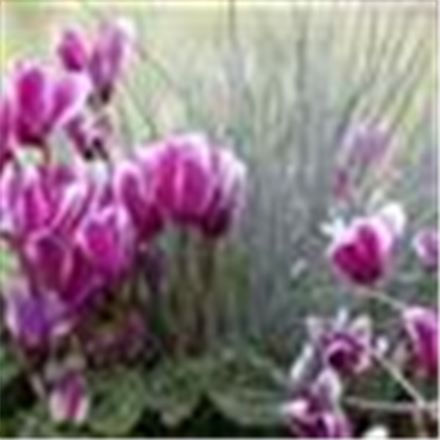 Alpenveilchen, zeitlose Klassiker 