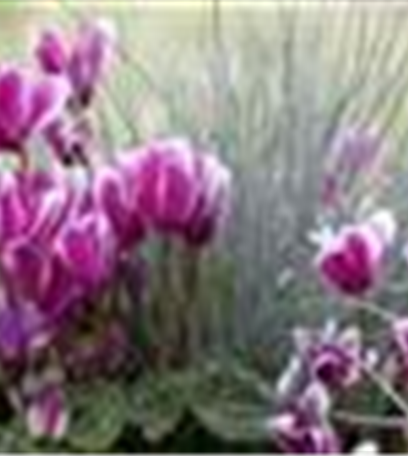 Alpenveilchen, zeitlose Klassiker