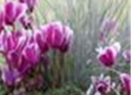 Alpenveilchen, zeitlose Klassiker  Alpenveilchen, zeitlose Klassiker