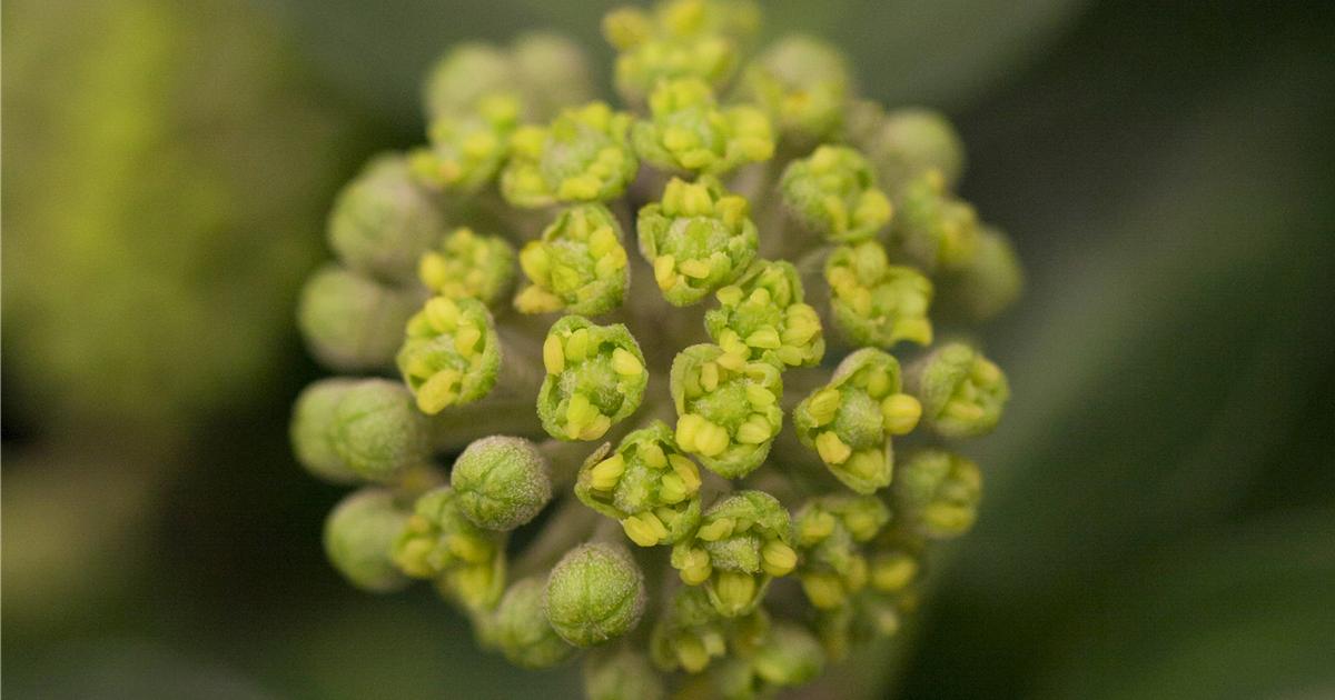Hedera helix 'Arbori Compact'