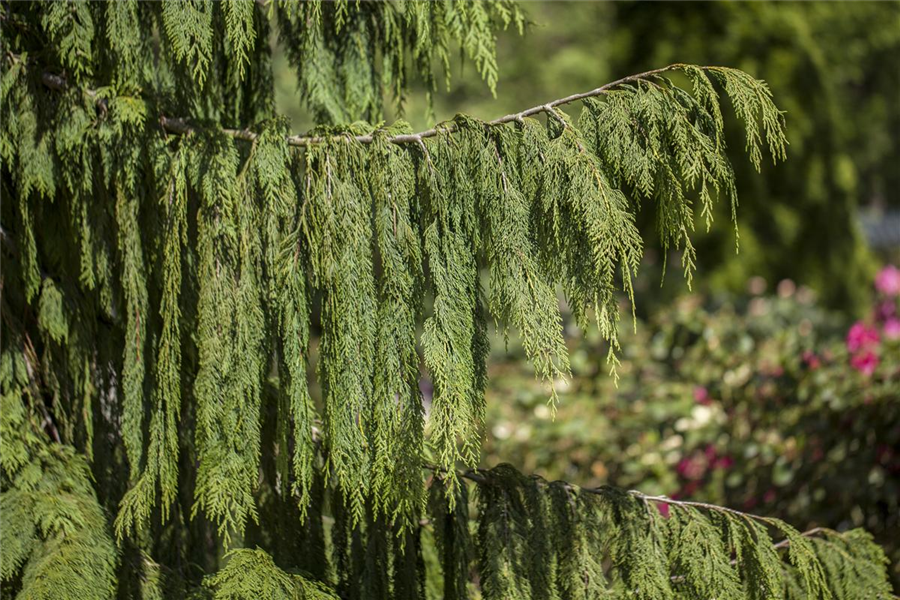 Nutka-Goldzypresse 'Pendula' Nutka-Goldzypresse 'Pendula'