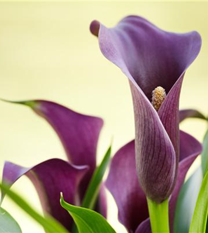 Farbenzauber im Winter: Die Top 5 der Winterblumen