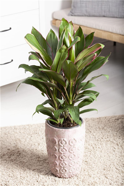 Keulenlilie Keulenlilie