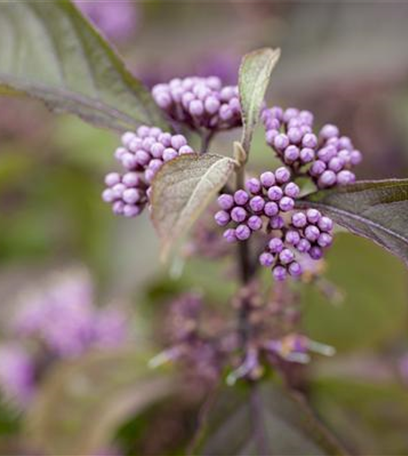 Weihnachtliche Stimmung im Garten
