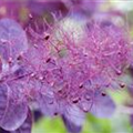 Cotinus coggygria 'Dusky Maiden'(s)