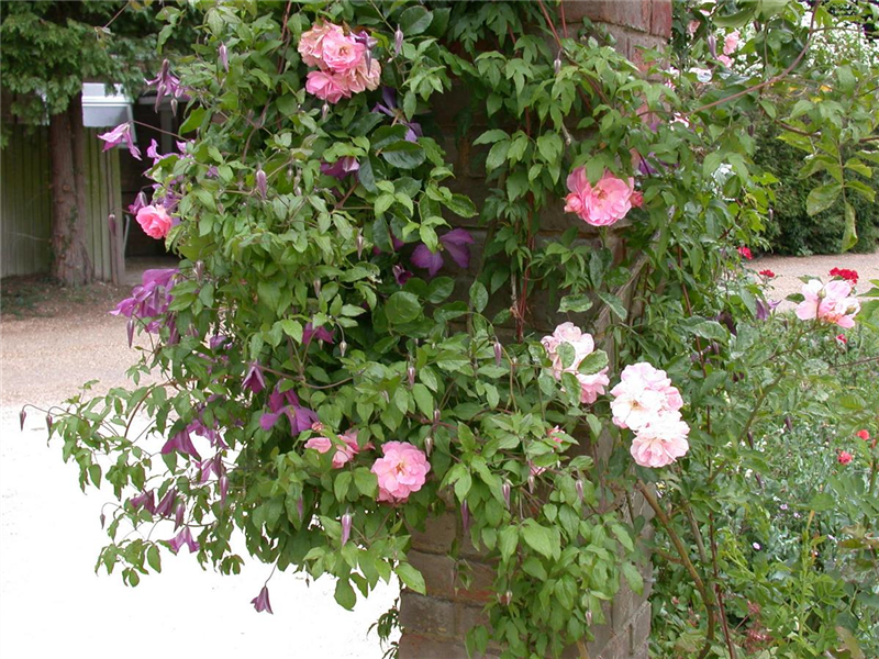 Alpen-Waldrebe Alpen-Waldrebe