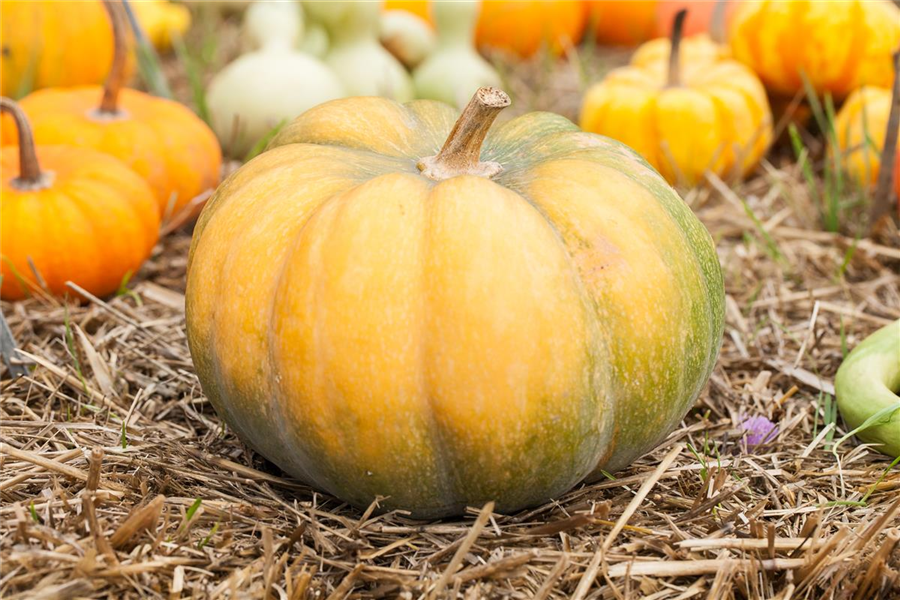 Moschus-Kürbis 'Muscat de Provence' Moschus-Kürbis 'Muscat de Provence'