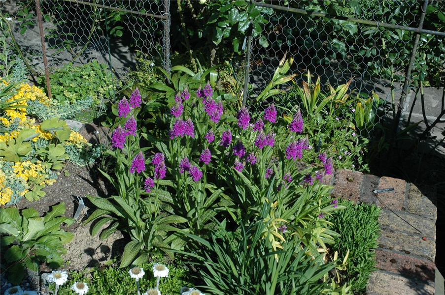 Geflecktes Knabenkraut Geflecktes Knabenkraut
