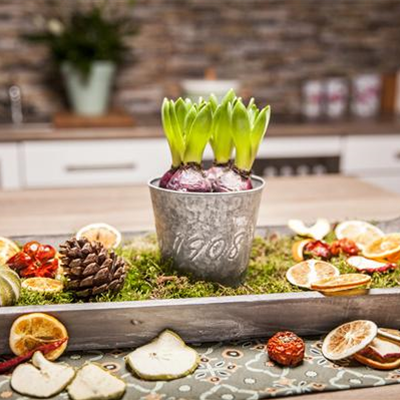 Hyazinthen zu Weihnachten