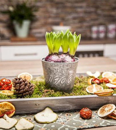 Hyazinthen zu Weihnachten