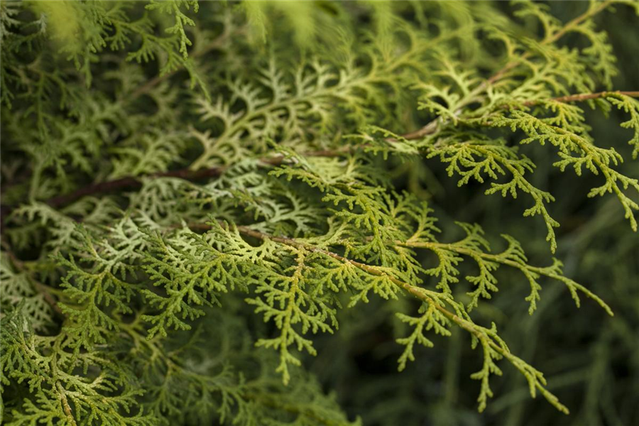 Hinoki-Scheinzypresse 'Lucas' Hinoki-Scheinzypresse 'Lucas'